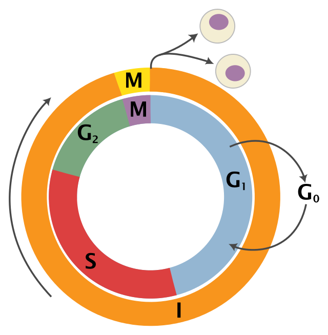 Schematic of the cell cycle.  Outer ring: I = Interphase, M = Mitosis; Inner ring: M = Mitosis, G1 = Gap 1, G2 = Gap 2, S = Synthesis; not in ring: G0 = Gap 0/Resting.
