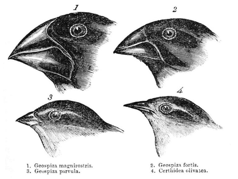 https://commons.wikimedia.org/wiki/File:Darwin%27s_finches_by_Gould.jpg
