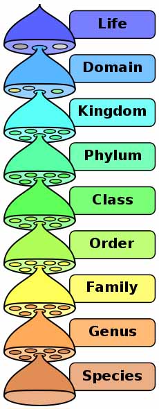 Biological Classification Illustration