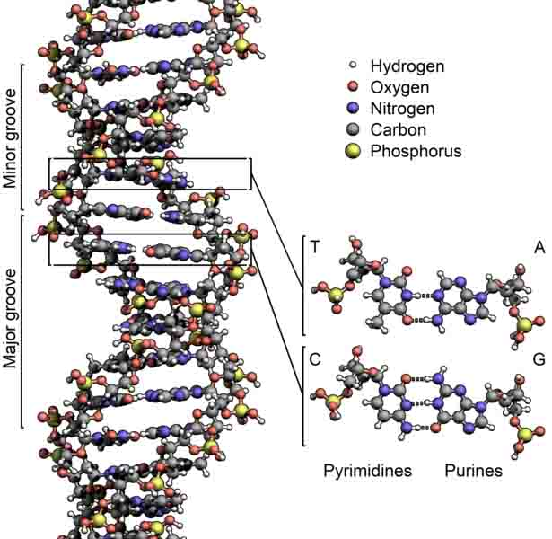 DNA Chemical Structure Illustration