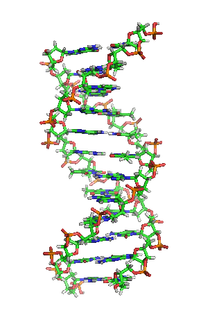 Rotating Model of Deoxyribonucleic acid (DNA).