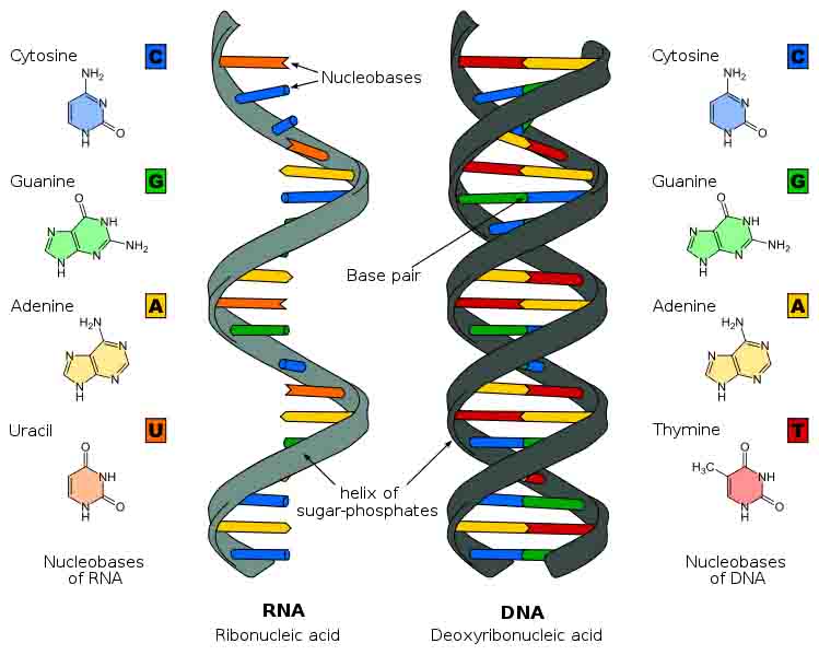 Image Comparing DNA and RNA Structure