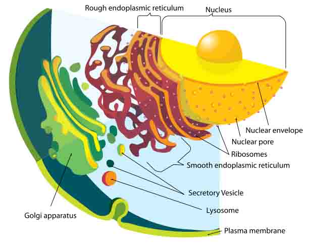 Labeled Diagram of Eukaryotic Endomembrane System