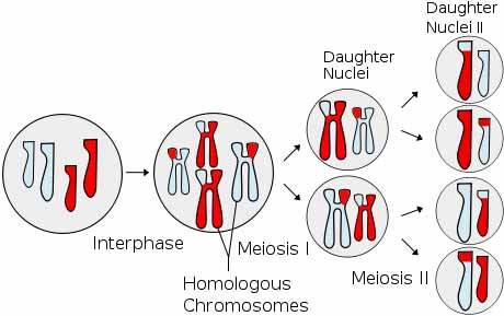 Overview of meiosis illustration