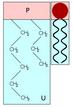 Phospholipid Structure