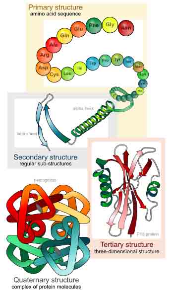 Four levels of protein structure: Primary, secondary, tertiary and quaternary. 