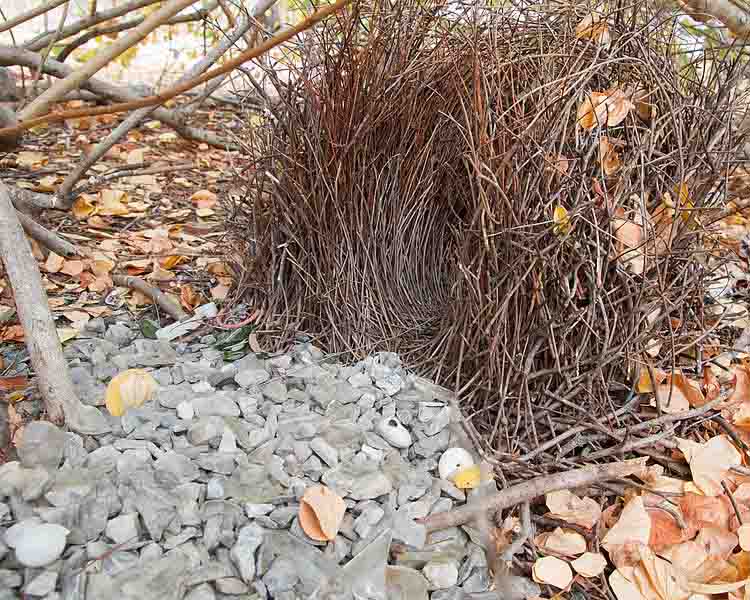 Bower Built by a Male Bower Bird, JJ Harrison
