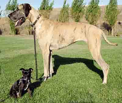 https://commons.wikimedia.org/wiki/File:Big_and_little_dog_1.jpg