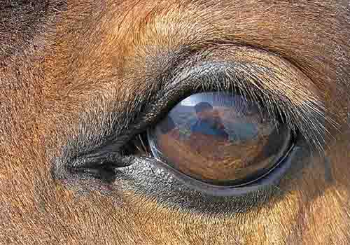 Horse Eye by Waugsberg