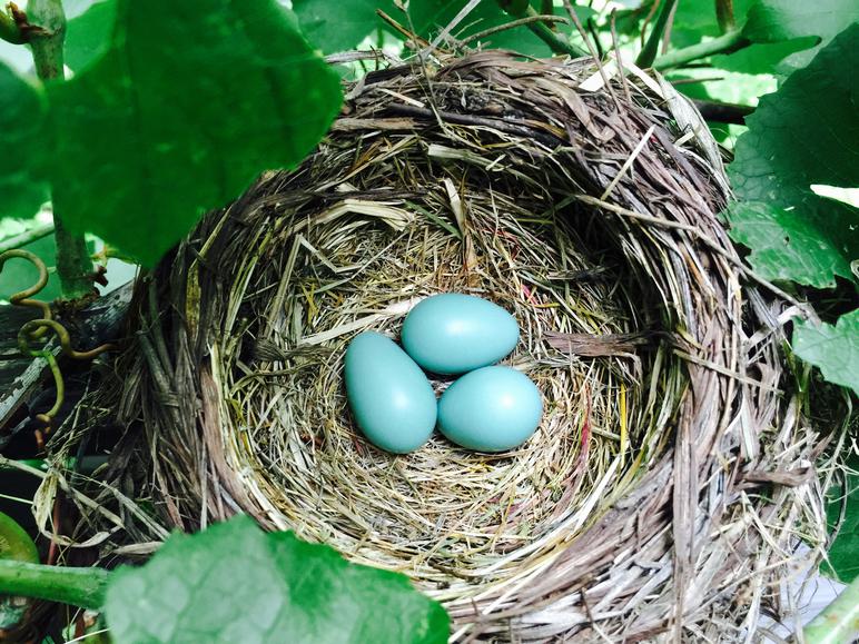 American robin eggs, unfertilized and broken.