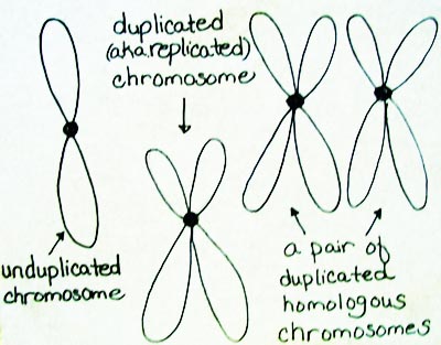 Illustration of a duplicated & unduplicated , condensed chromosome.