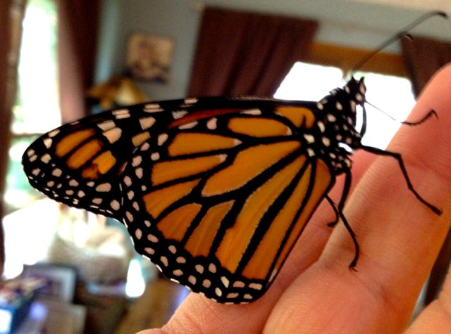 Adult monarch butterfly shortly after emerging from chrysalis.