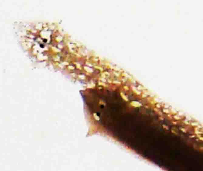 Planaria: Close -up of head of black and speckled Dugesia
