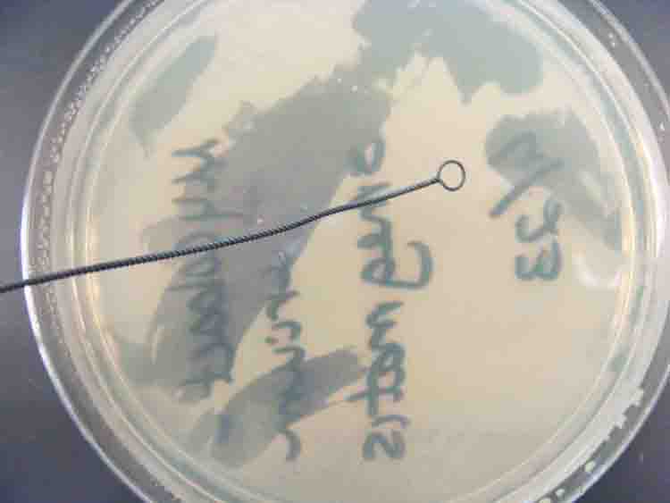 Plate of TSY agar being inoculated using the loop. 