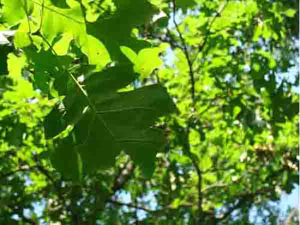 Red oak leaves (Quercus rubra).
