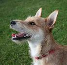 Dog: Mixed-breed Terrier