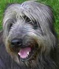 Boddhi, a Mixed Breed Dog Owned by SqueakBox