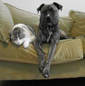 Dog and Cat Resting on Couch