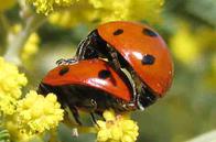 Ladybirds Mating by taken by Edal Anton Lefterov	Edal Anton Lefterov