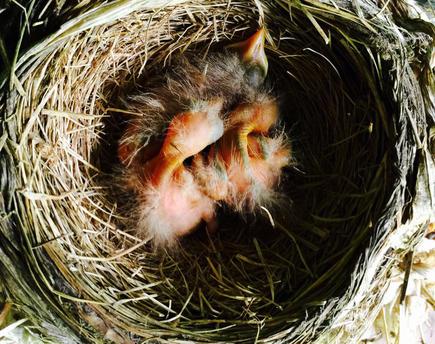 American robin hatchling chicks 2 days old.