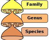 Illustration of Hierarchy of Biological Classification