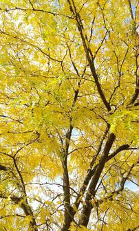 Bright yellow ash leaves in Michigan autumn.