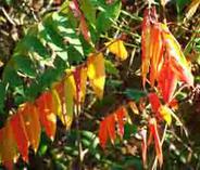 Sumac Leaves Changing Color In Fall