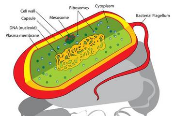 Diagram of Prokaryotic Cell by Mariana Ruiz