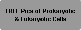 Photos of prokaryotic & Eukaryotic Cells Button
