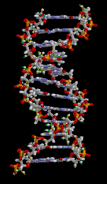 Animated Chemical Structure of DNA