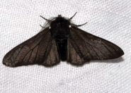 Biston betularia f. carbonaria, the black-bodied peppered moth.