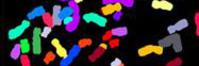 Color Coded Chromosomes, Institute of Human Genetics