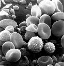 Blood cells: RBCs, Platelets & Leukocytes