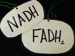 NADH and FADH2 electron transport chain lesson props