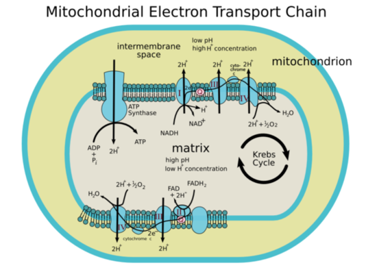 Electron Transport Chain of Cellular Respiration