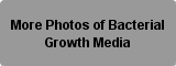 More Photos of Bacterial Growth Media Button