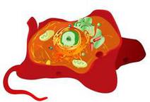 Animal Eukaryotic Cell, Mariana Ruiz