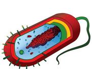 Prokaryotic Cell by Mariana Ruiz