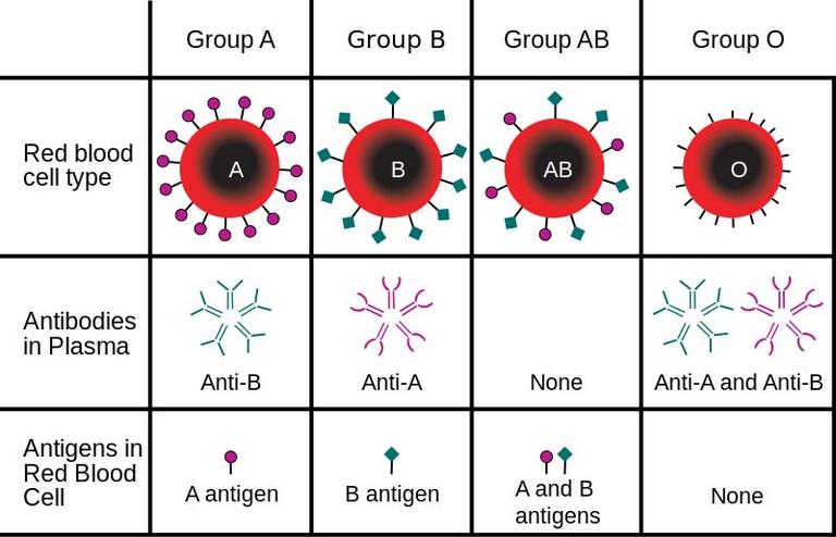 ABO Rh Blood Typing Chart