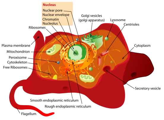 Labeled Diagram Animal Cell