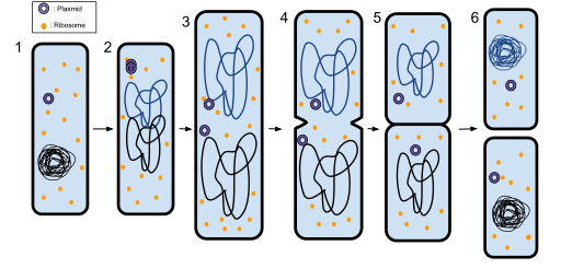 Illustration of Prokaryotic Binary Fission