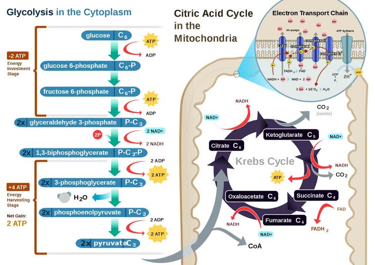 Aerobic Respiration Diagram