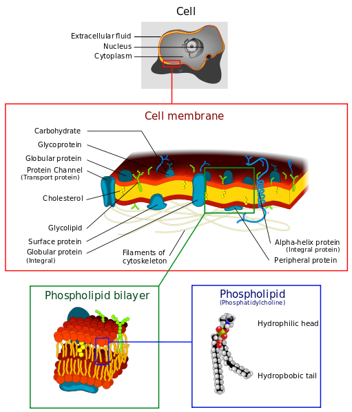 Illustration of biological cell plasma membrane