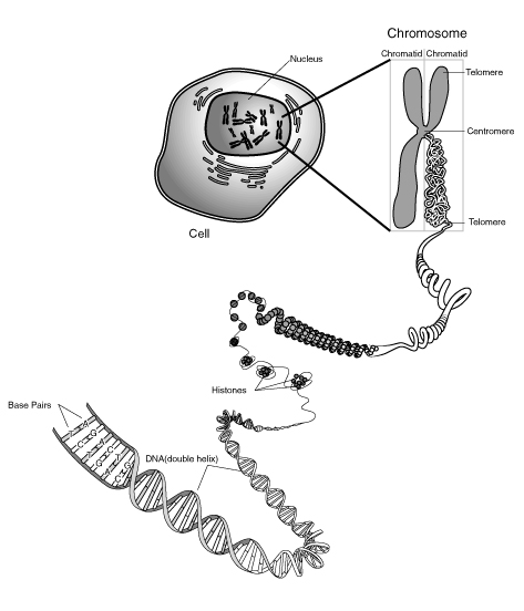 DNA Condensed into Chromosome