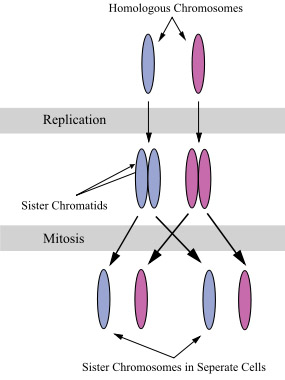 Chomosomes & Chromatids During Mitosis