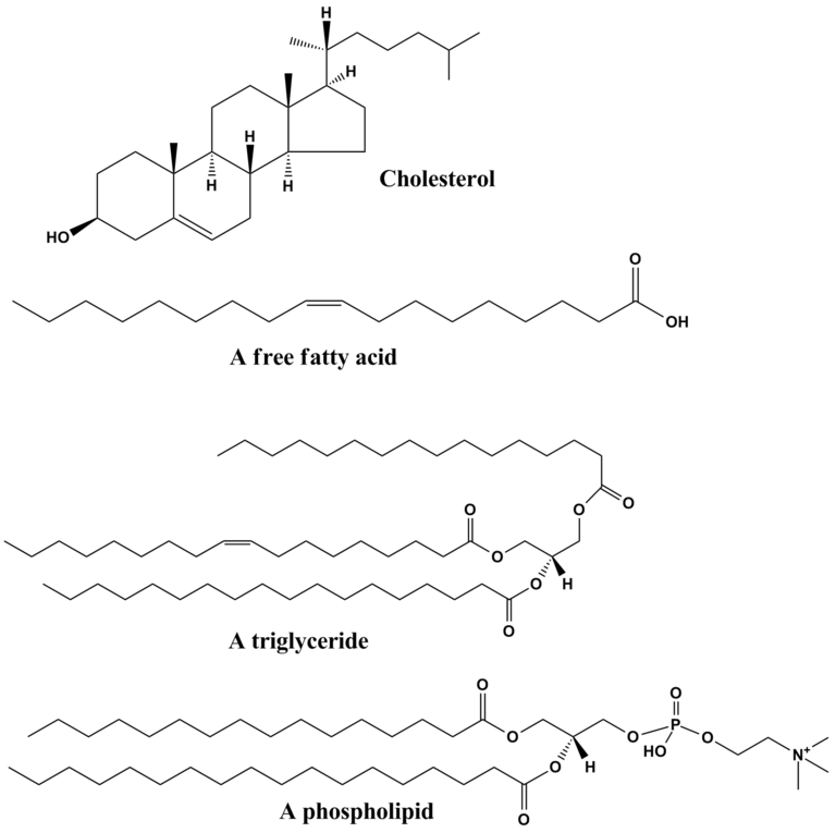 Common lipid chemical structures