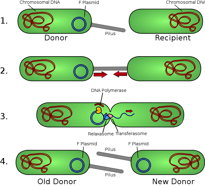 Illustration of Horizontal Gene Transfer Conjugation