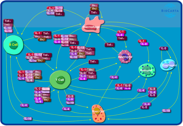 Cytokine Network Diagram