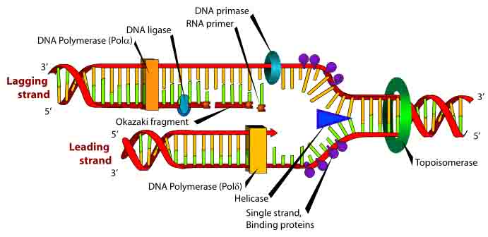 DNA Replication Lagging & Leading Strands
