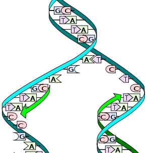 DNA Replication Illustration